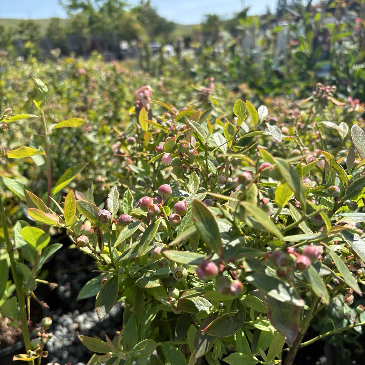 Sunshine Blue Blueberry - Image 1