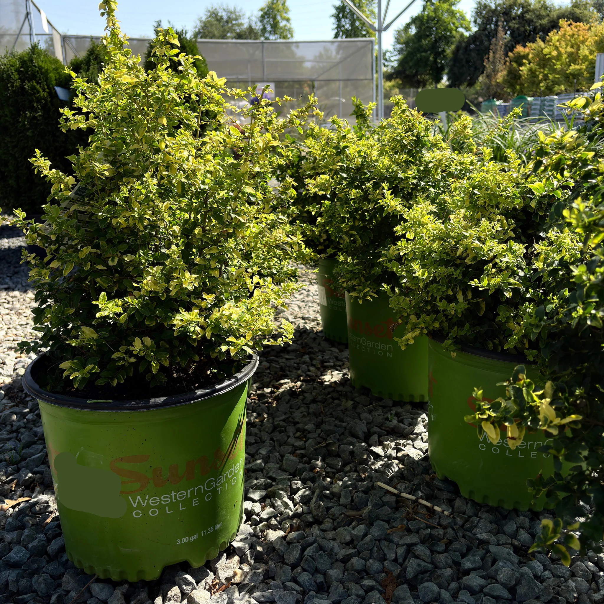Sunshine Privet - Image 1