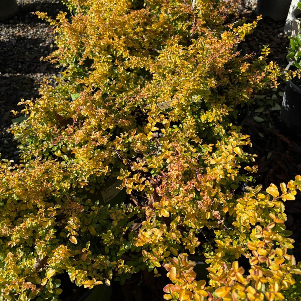 Sunshine Privet - Image 2