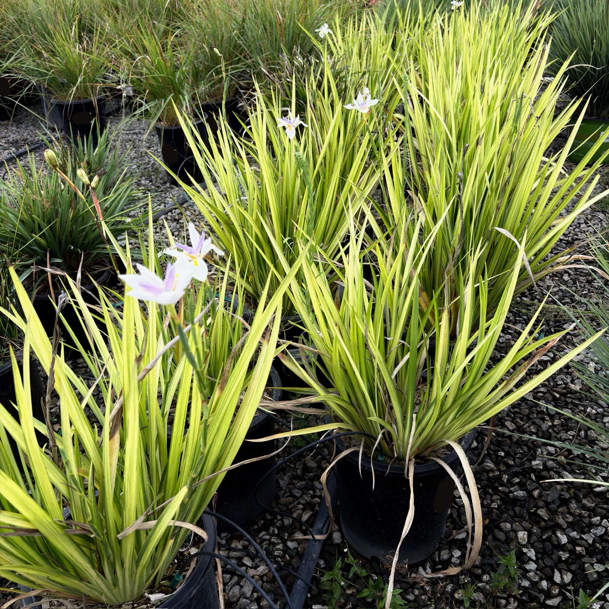 Sunstripe Fairy Iris