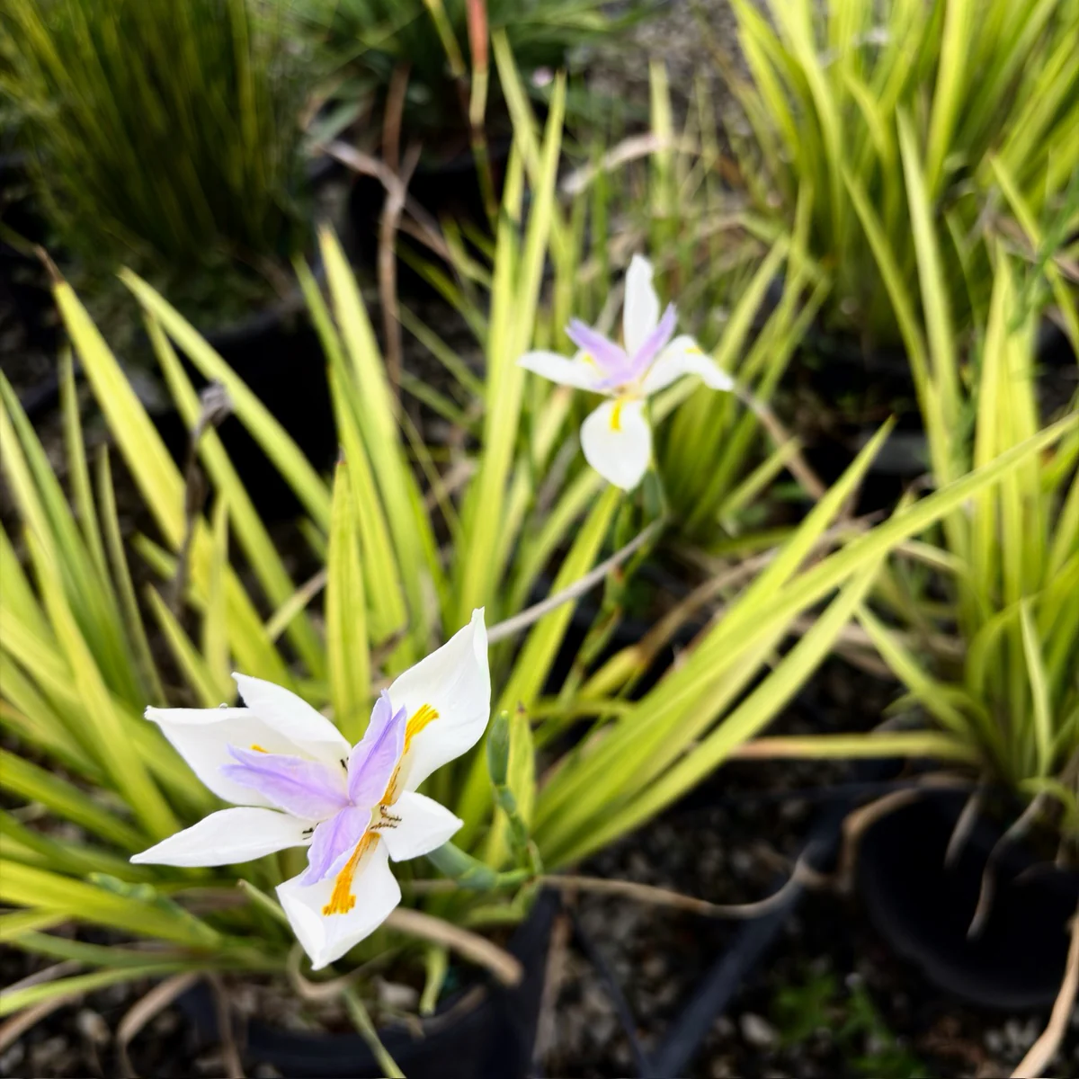 Sunstripe Fairy Iris - Image 2