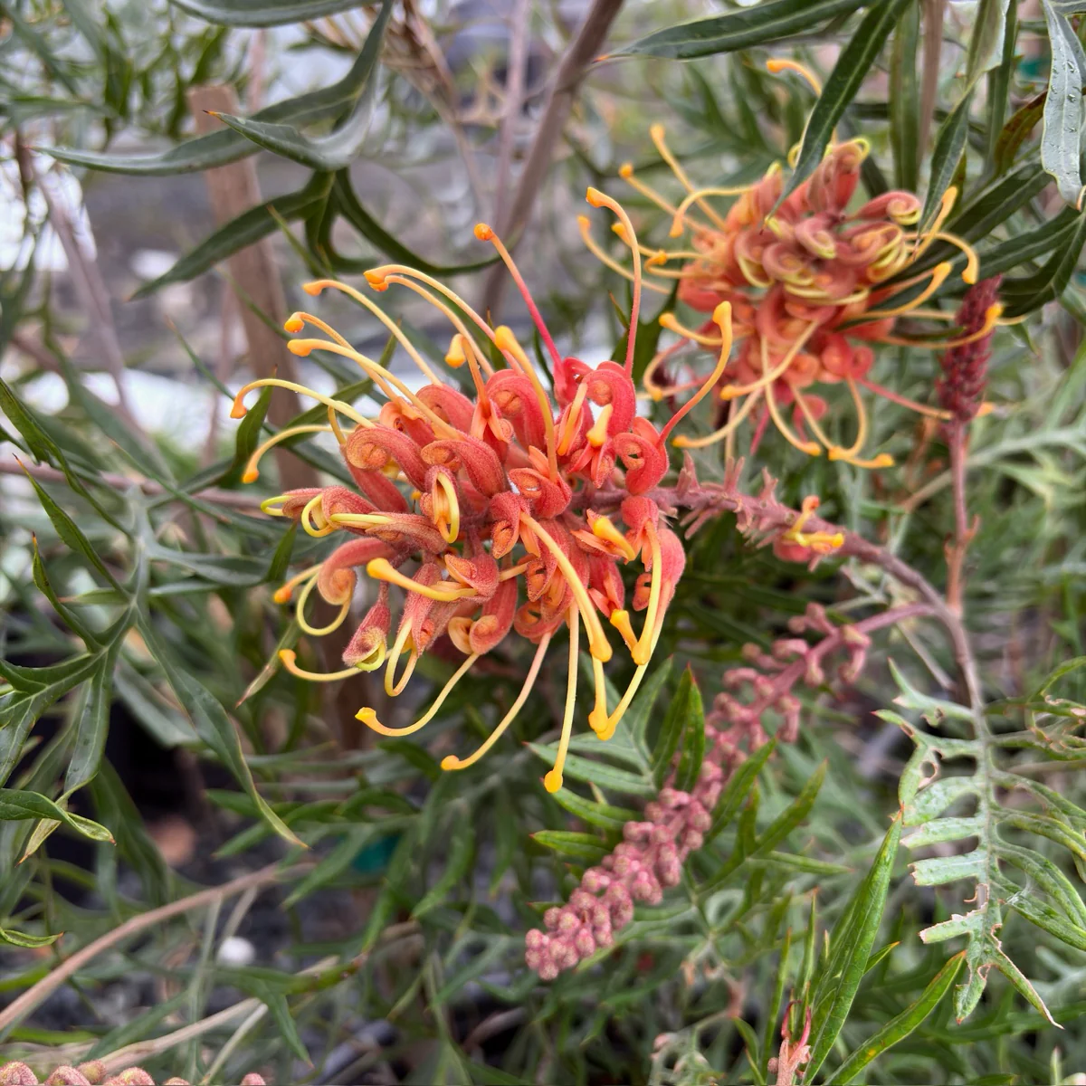 Superb Grevillea - Image 1