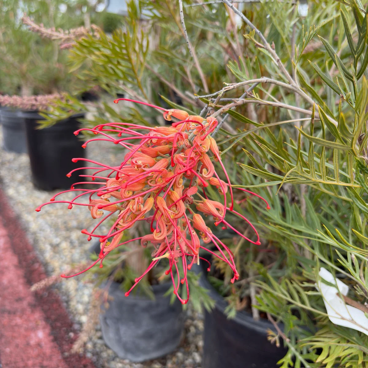 Superb Grevillea - Image 2