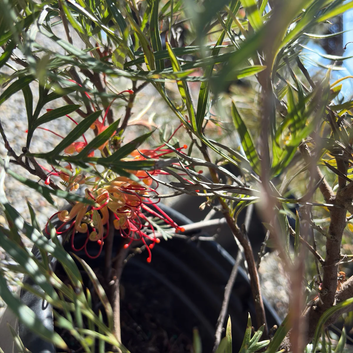 Superb Grevillea - Image 3