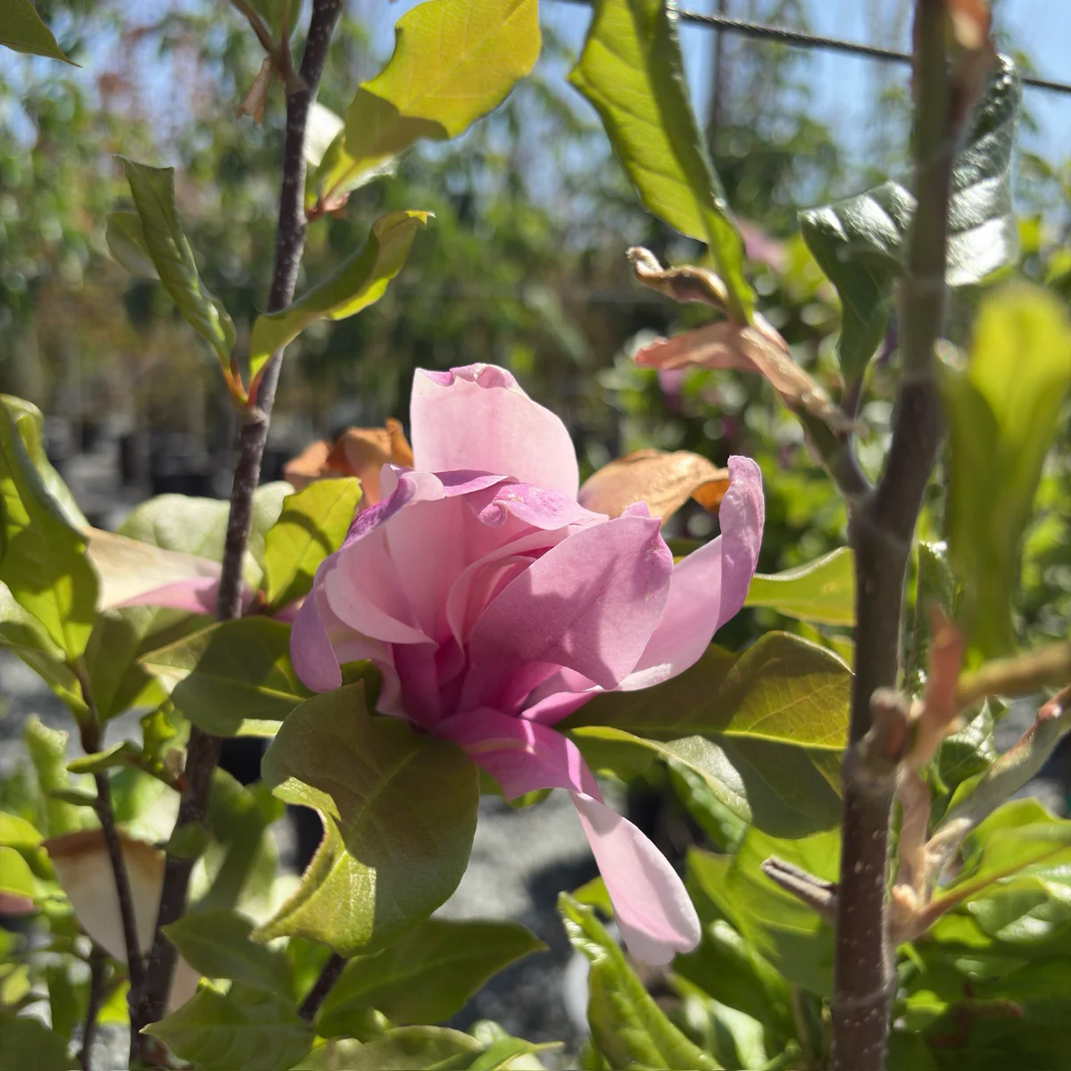 Susan Magnolia - Image 2