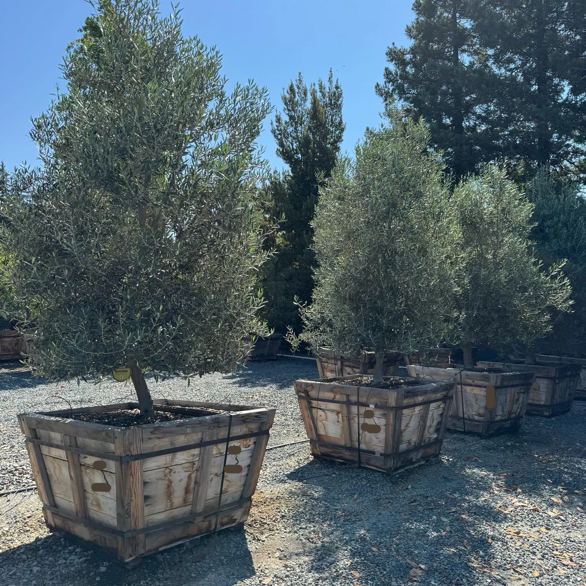 Swan Hill Olive Tree - Image 1