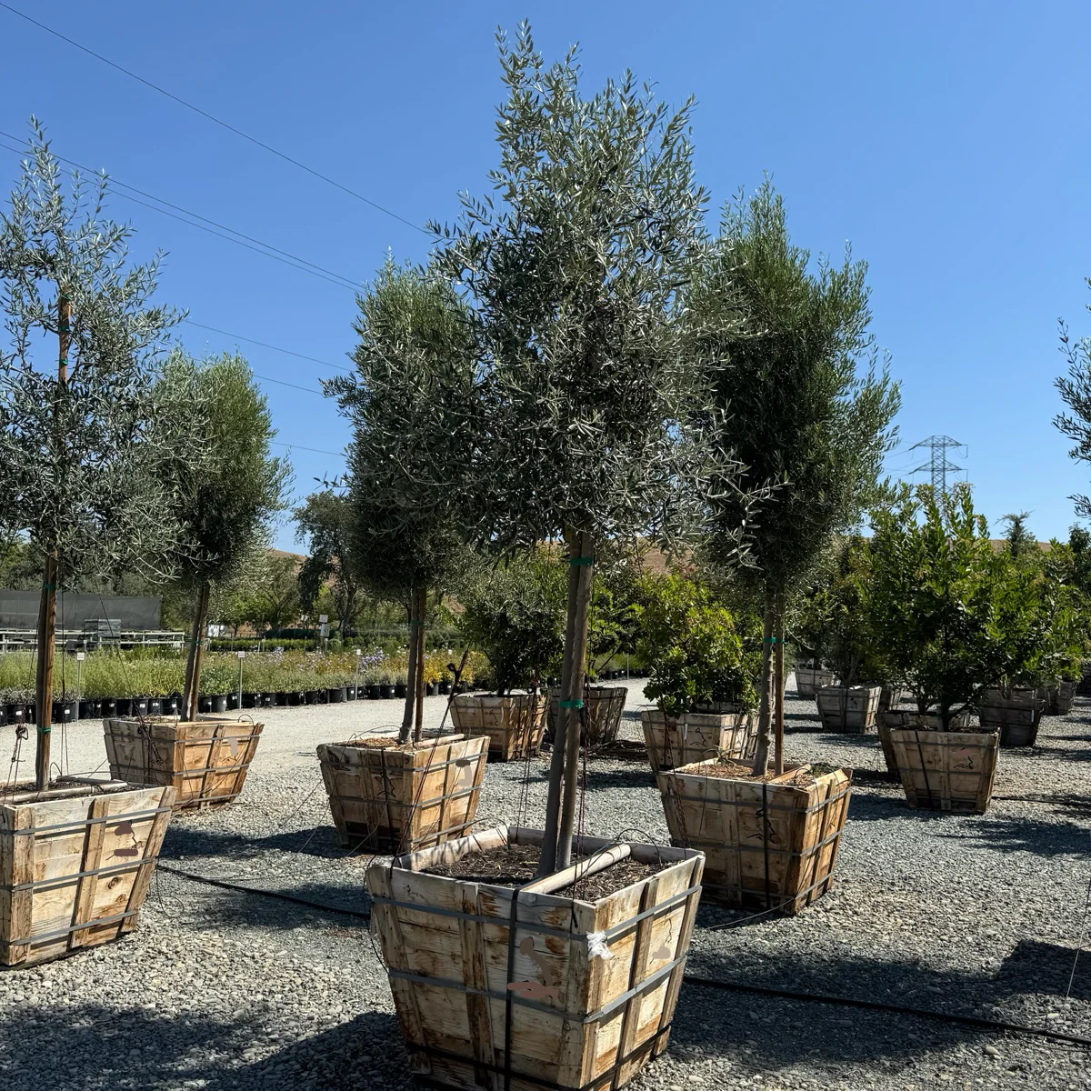 Swan Hill Olive Tree - Image 2