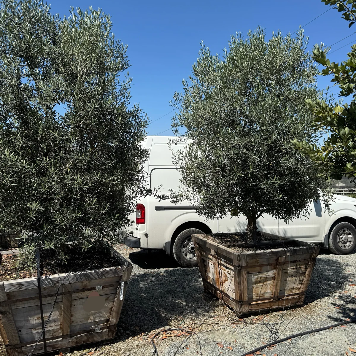 Swan Hill Olive Tree - Image 3