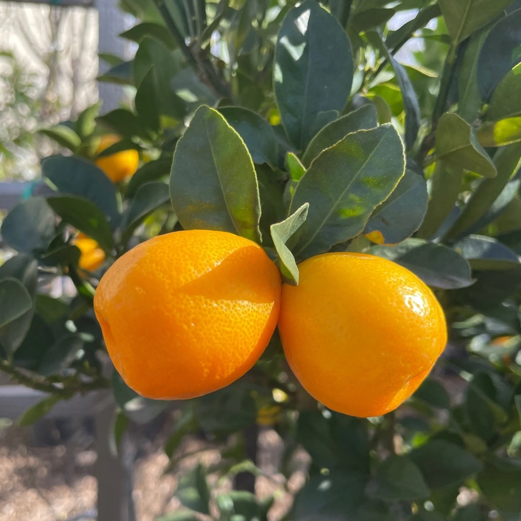 Sweet Kumquat - Image 1