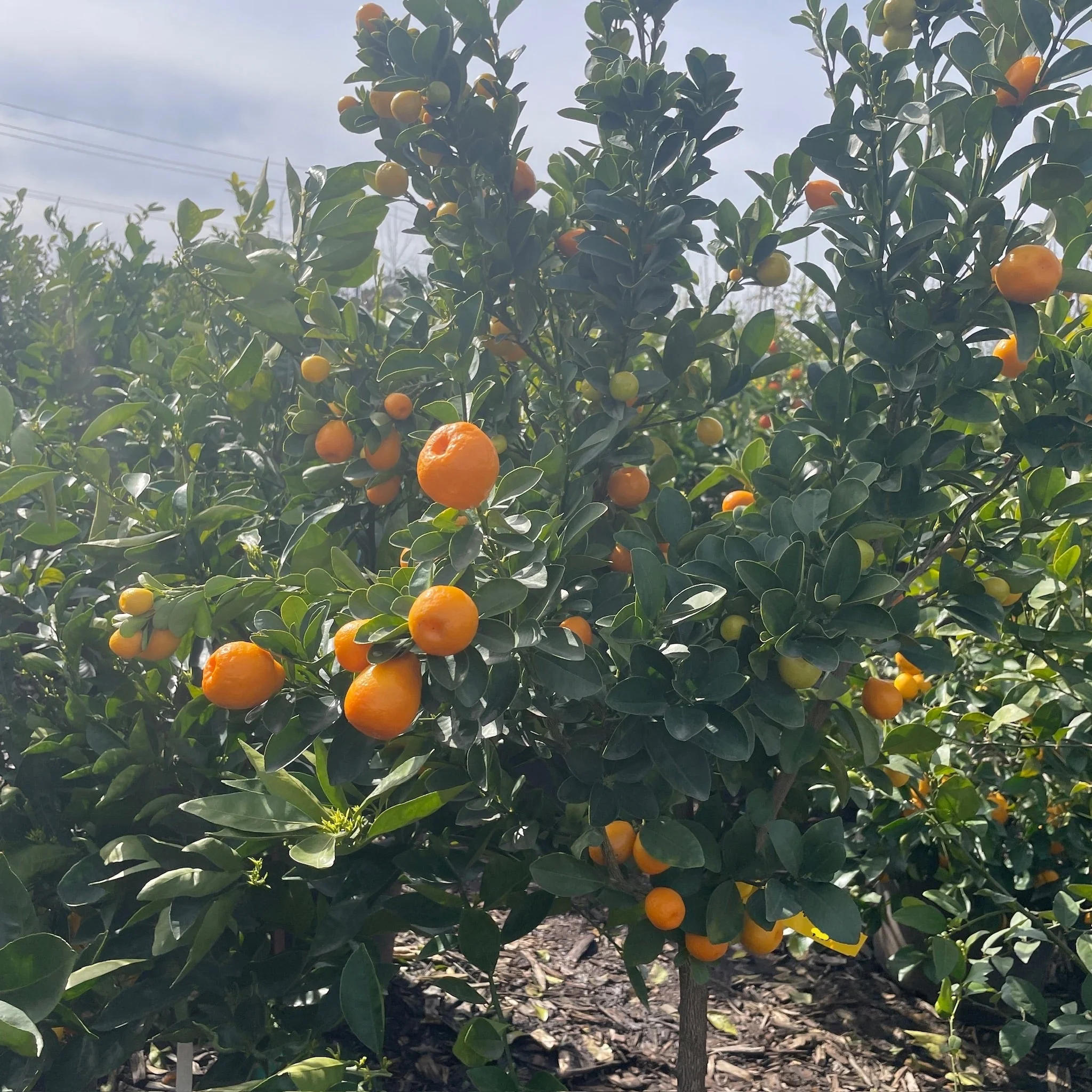 Sweet Kumquat - Image 2
