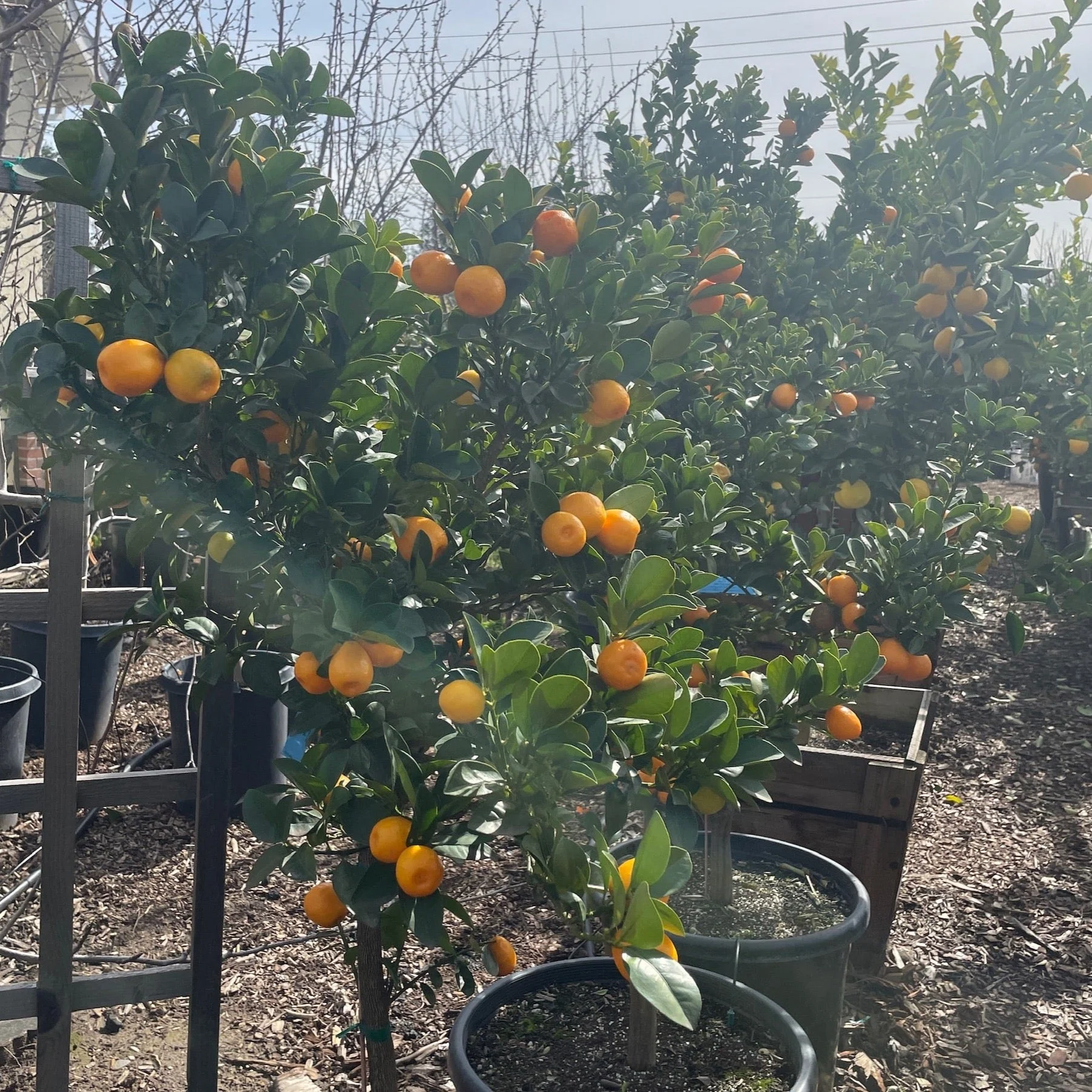 Sweet Kumquat - Image 3