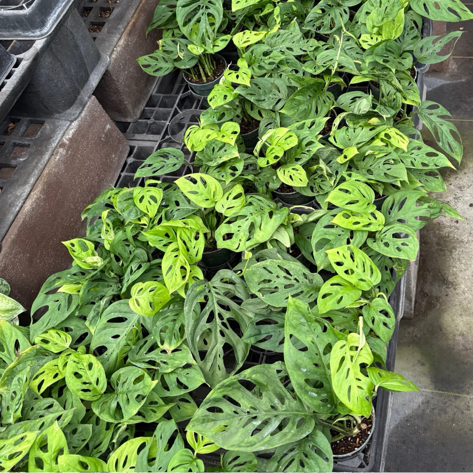 Swiss Cheese Vine - Image 1