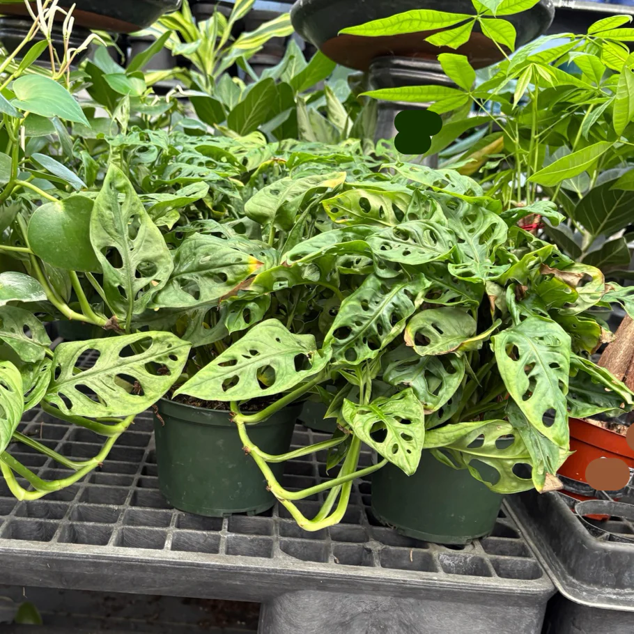 Swiss Cheese Vine - Image 2