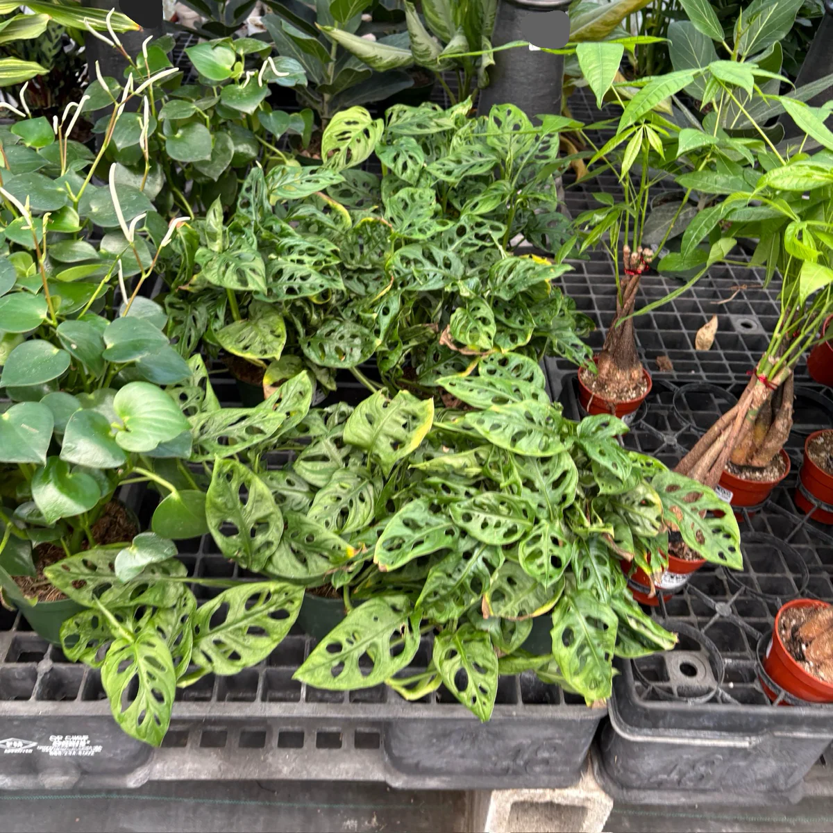 Swiss Cheese Vine - Image 3