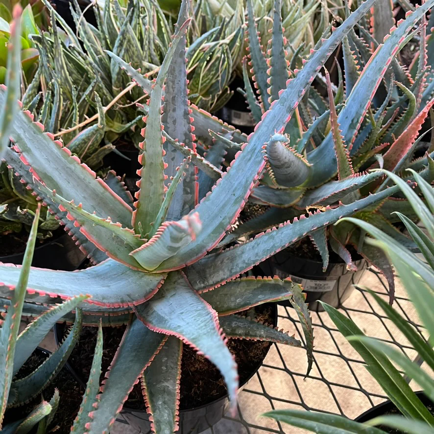 Swordfish Star Aloe - Image 1