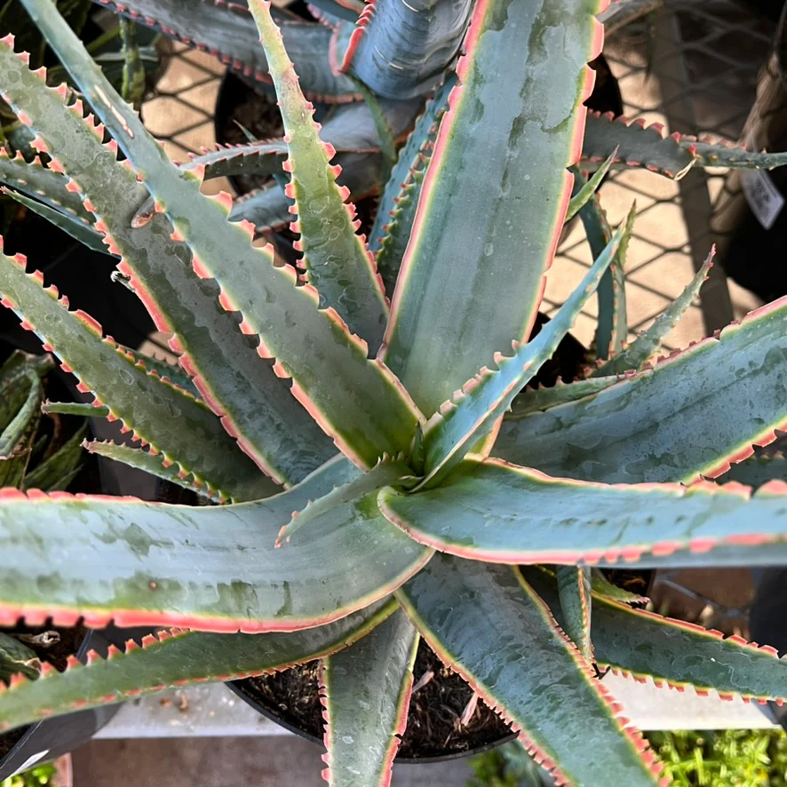 Swordfish Star Aloe - Image 2