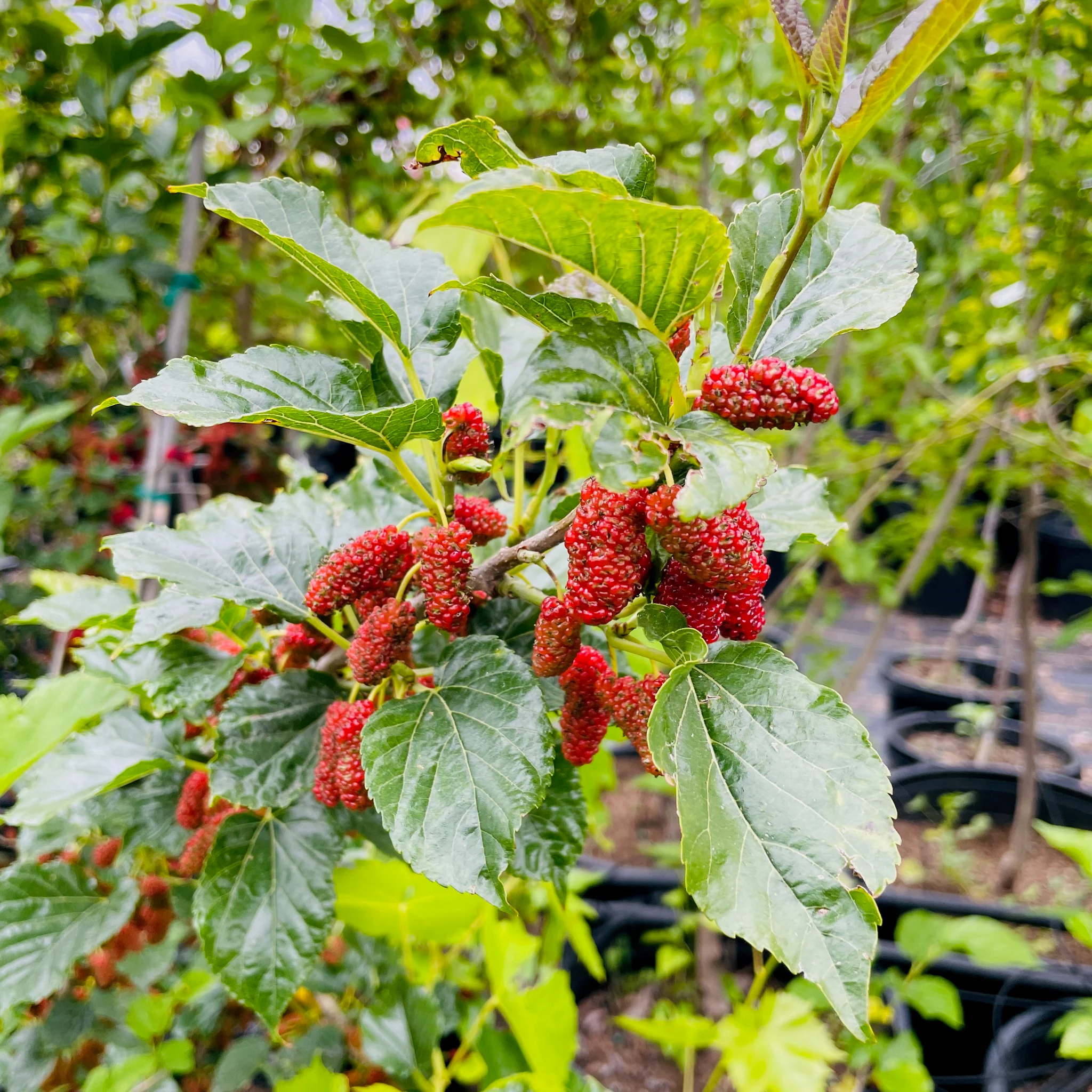 Taiwan Mulberry