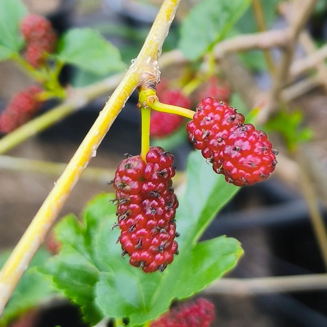 Taiwan Mulberry - Image 2