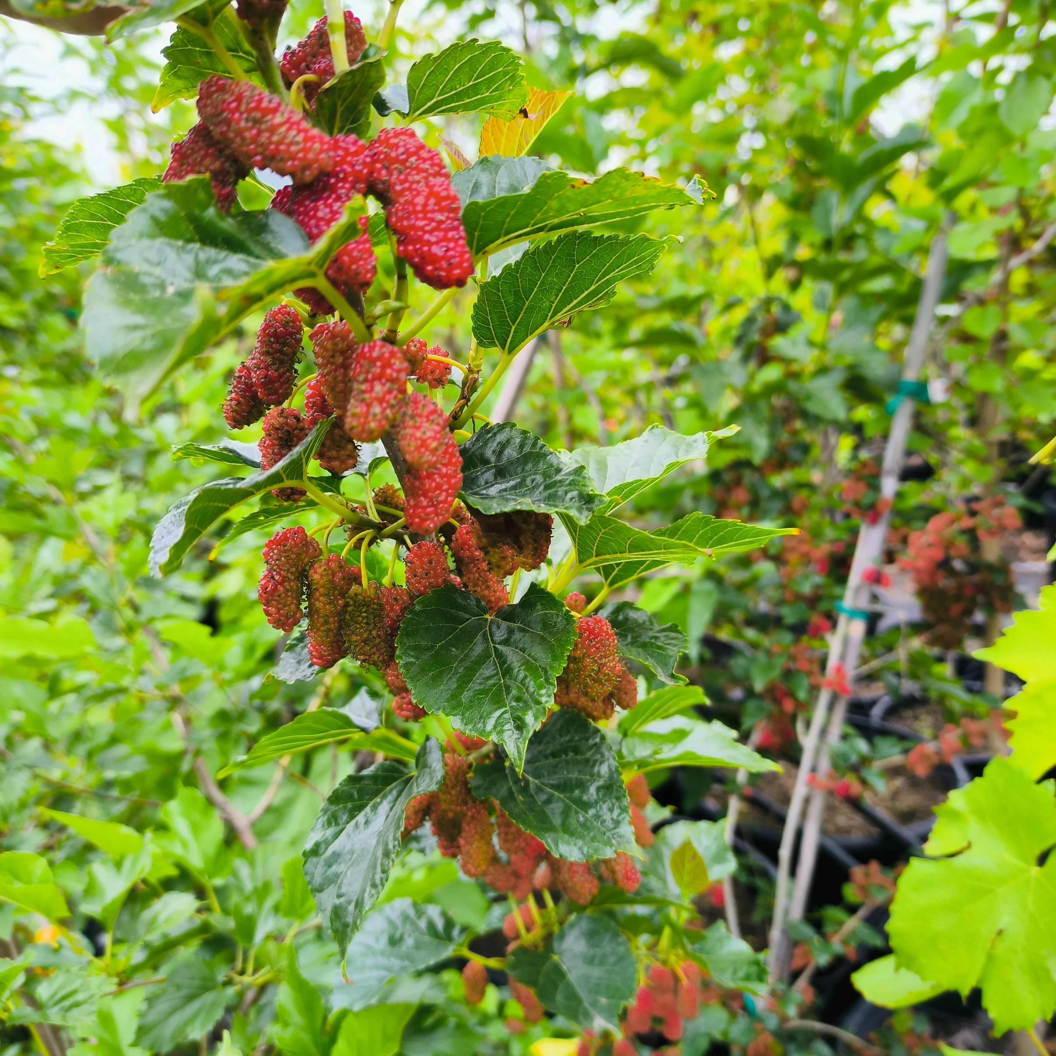 Taiwan Mulberry - Image 3