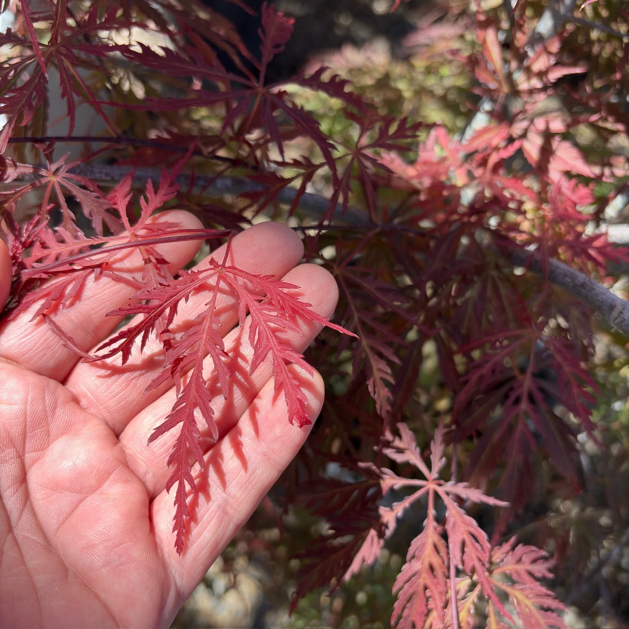 Tamukeyama Lace Japanese Maple - Image 1