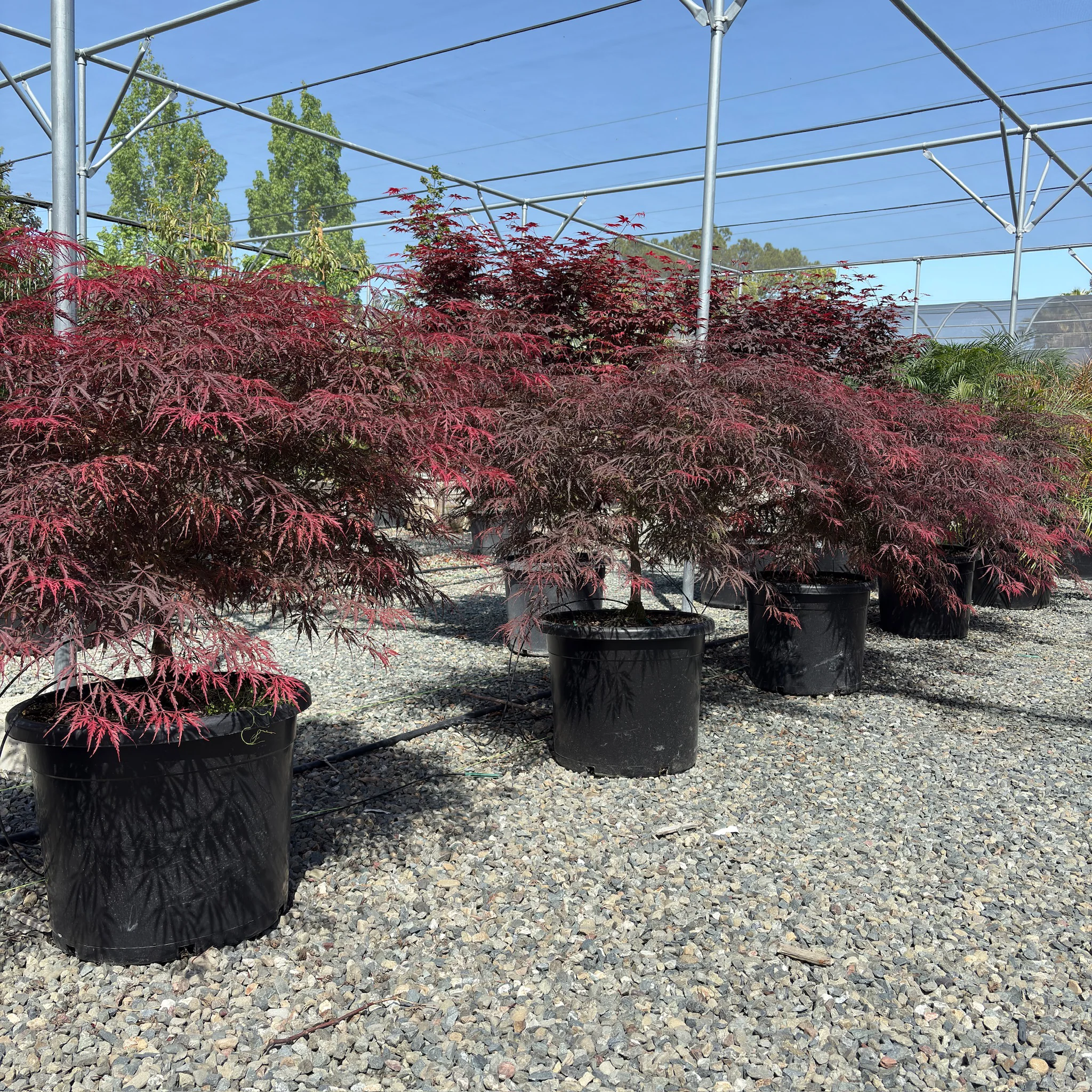 Tamukeyama Lace Japanese Maple - Image 3