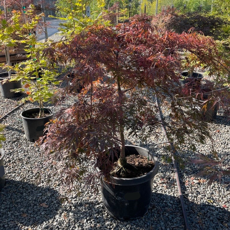 Tamukeyama Lace Japanese Maple - Image 2