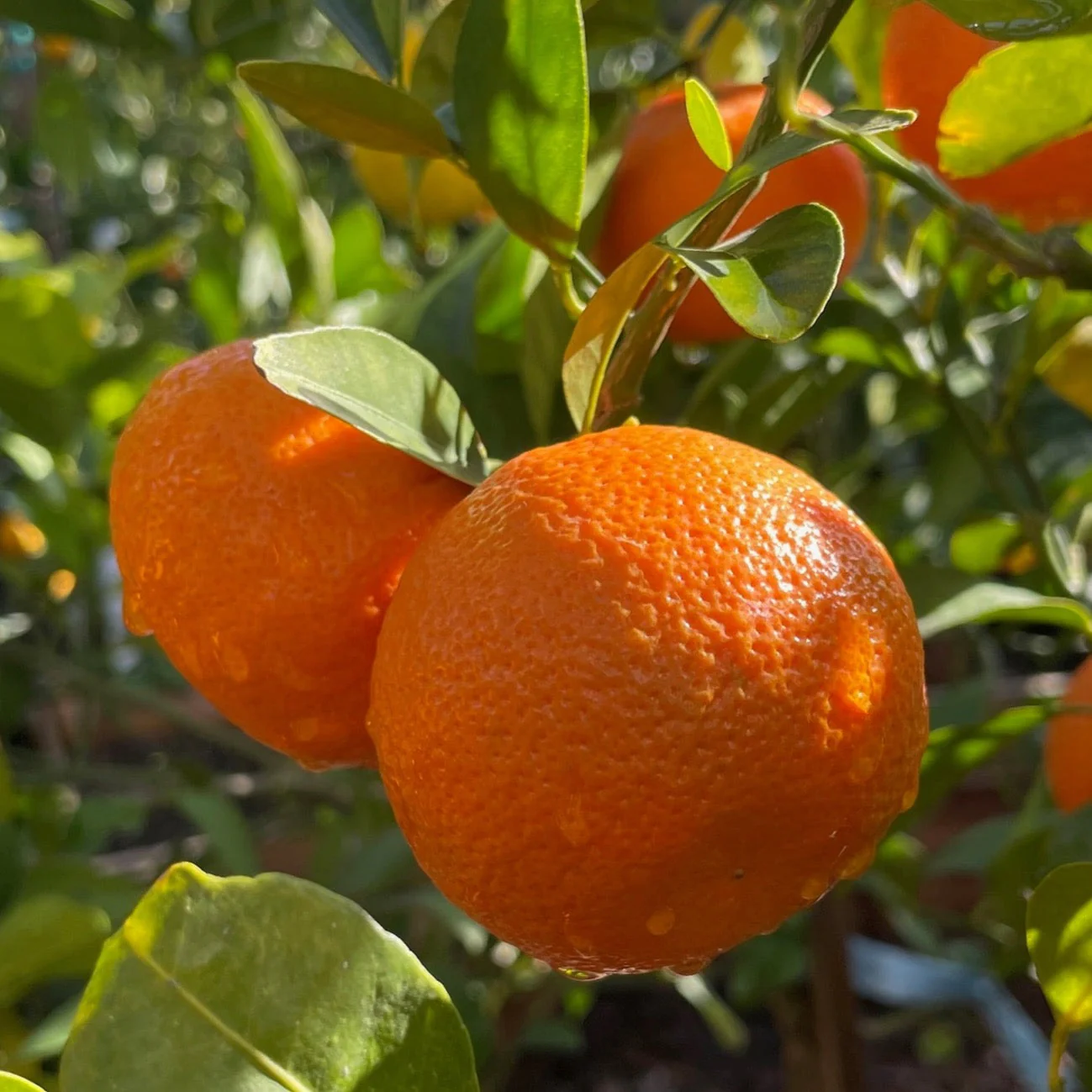 Tango Mandarin - Image 1