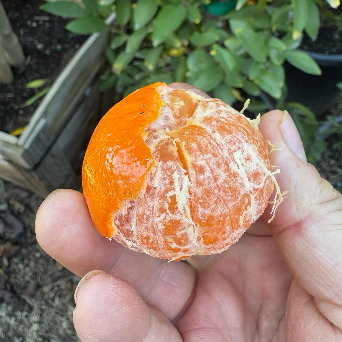 Tango Mandarin - Image 2
