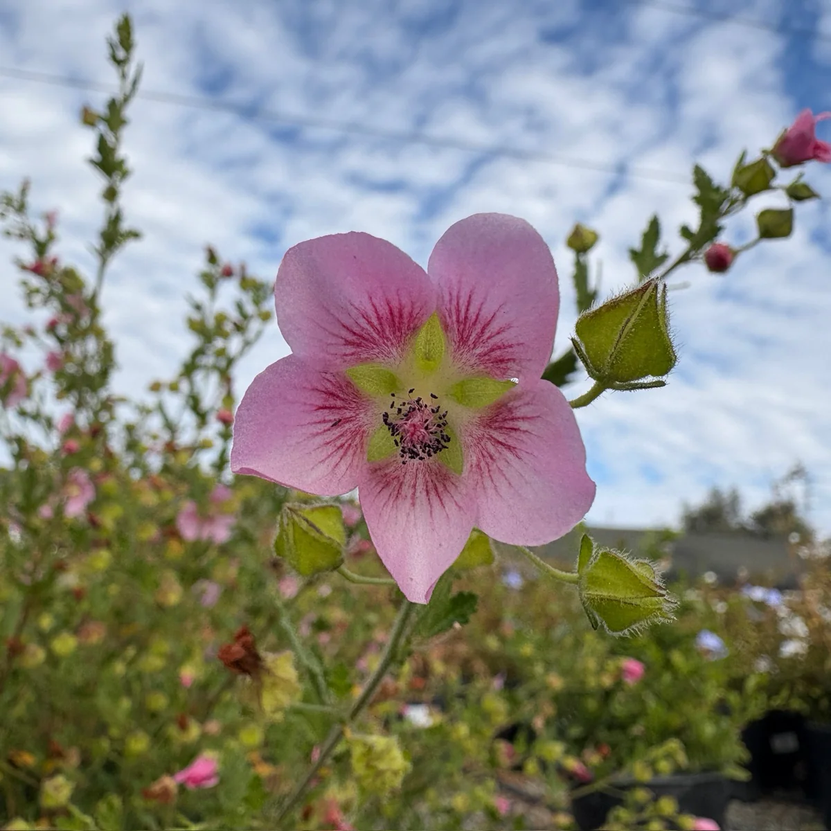 Tara's Pink Cape Mallow - Image 1