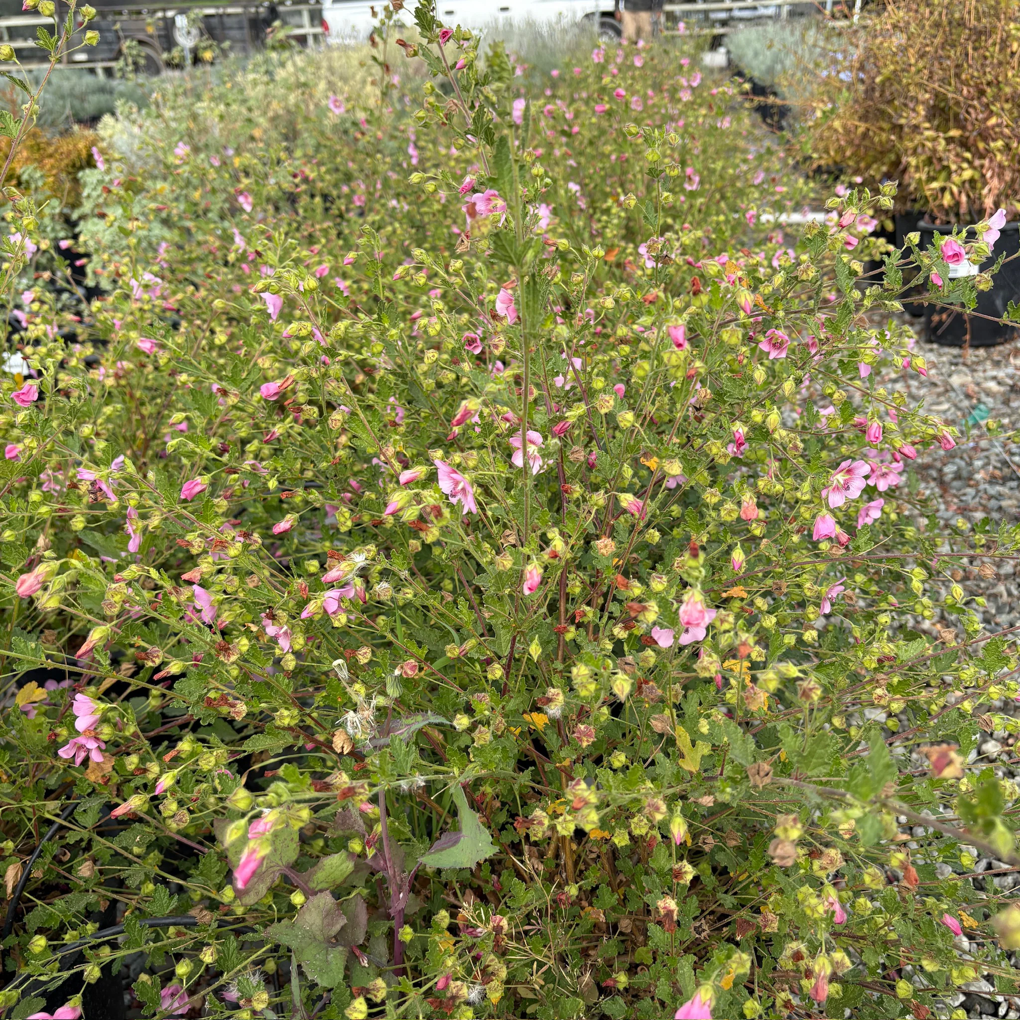 Tara's Pink Cape Mallow - Image 2