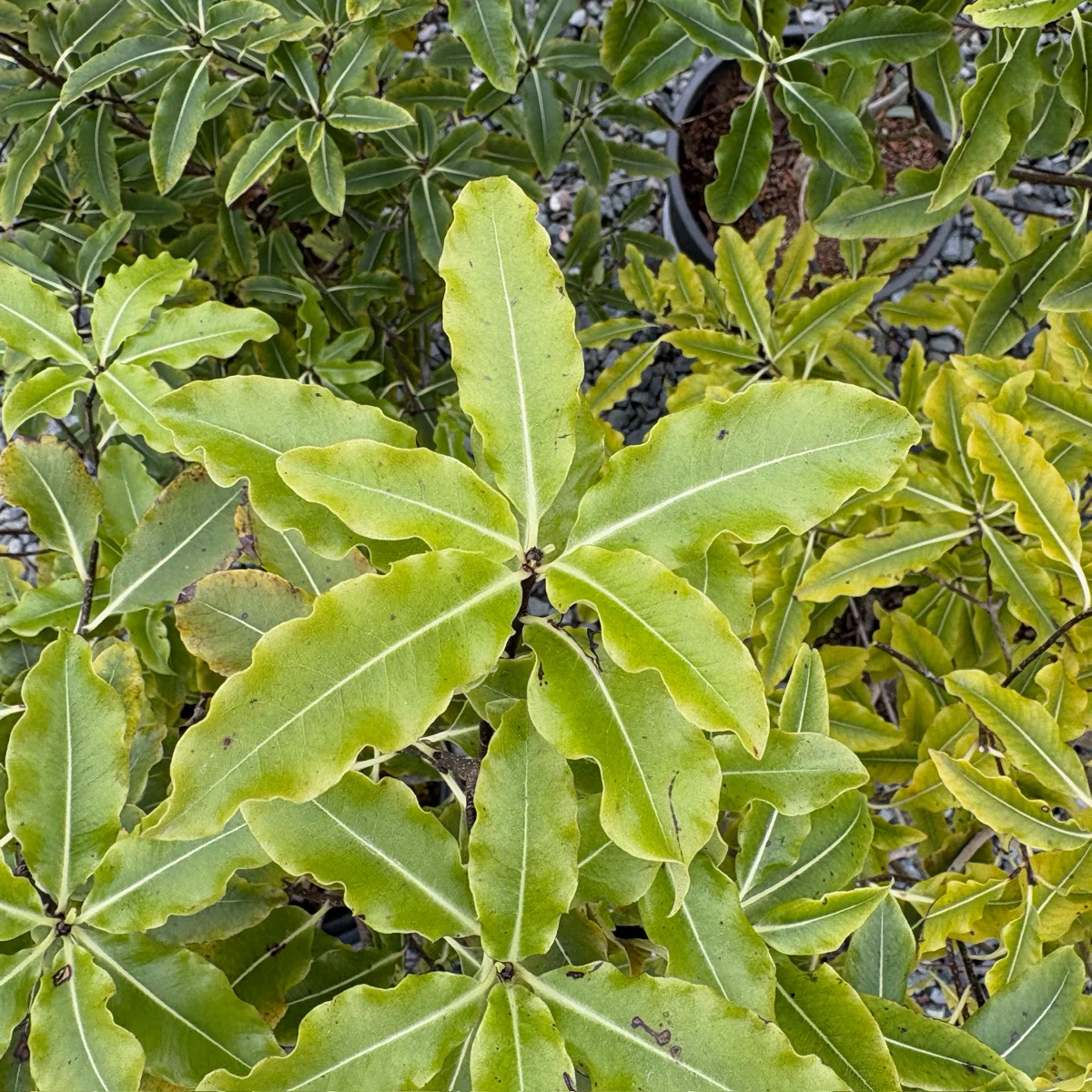 Tarata - Image 2
