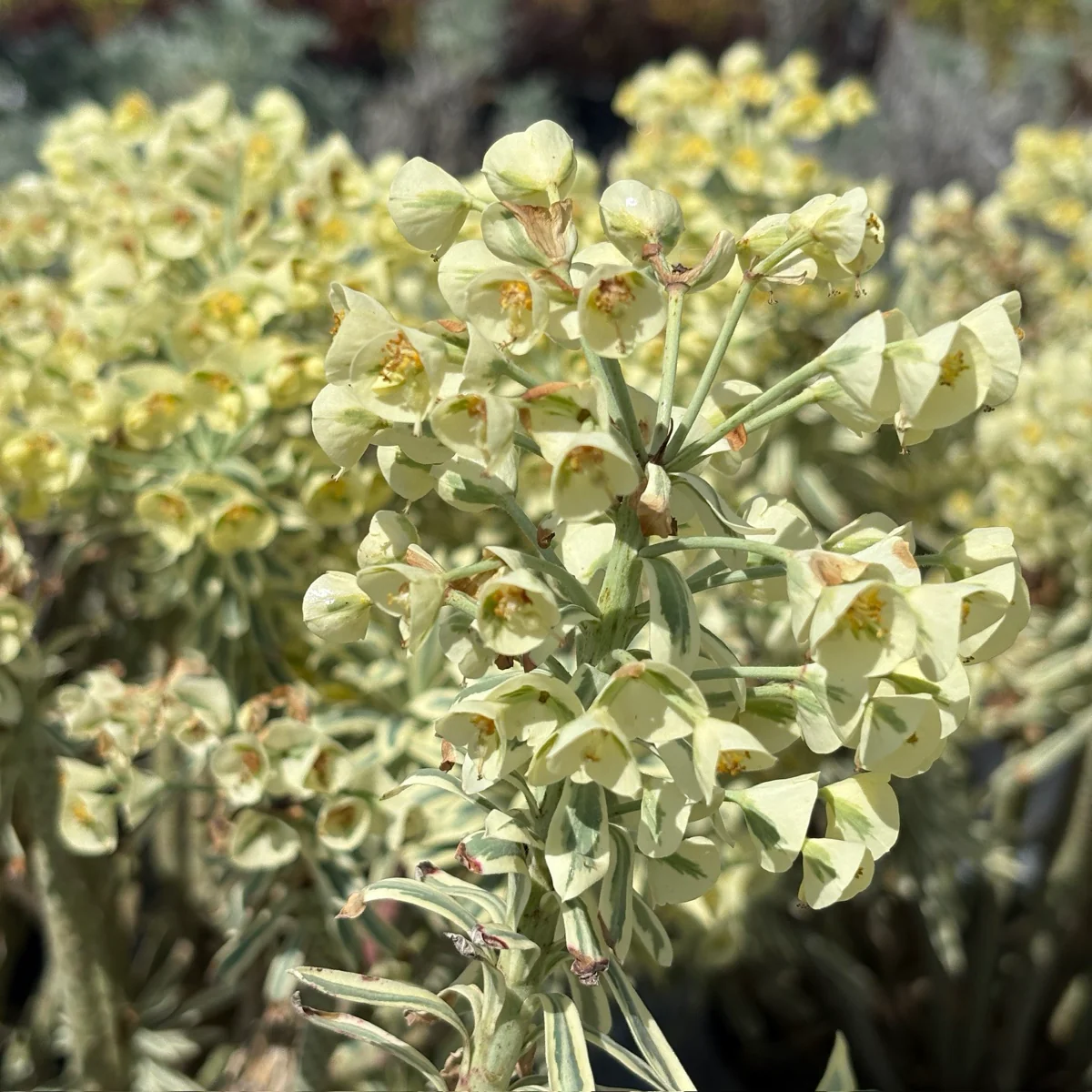 Tasmanian Tiger Spurge - Image 2