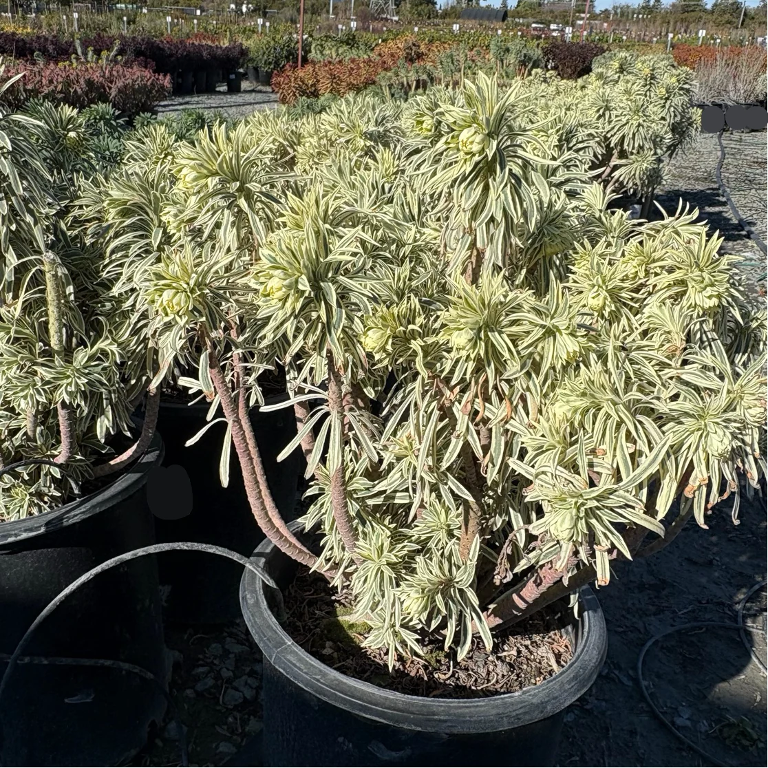 Tasmanian Tiger Spurge - Image 3