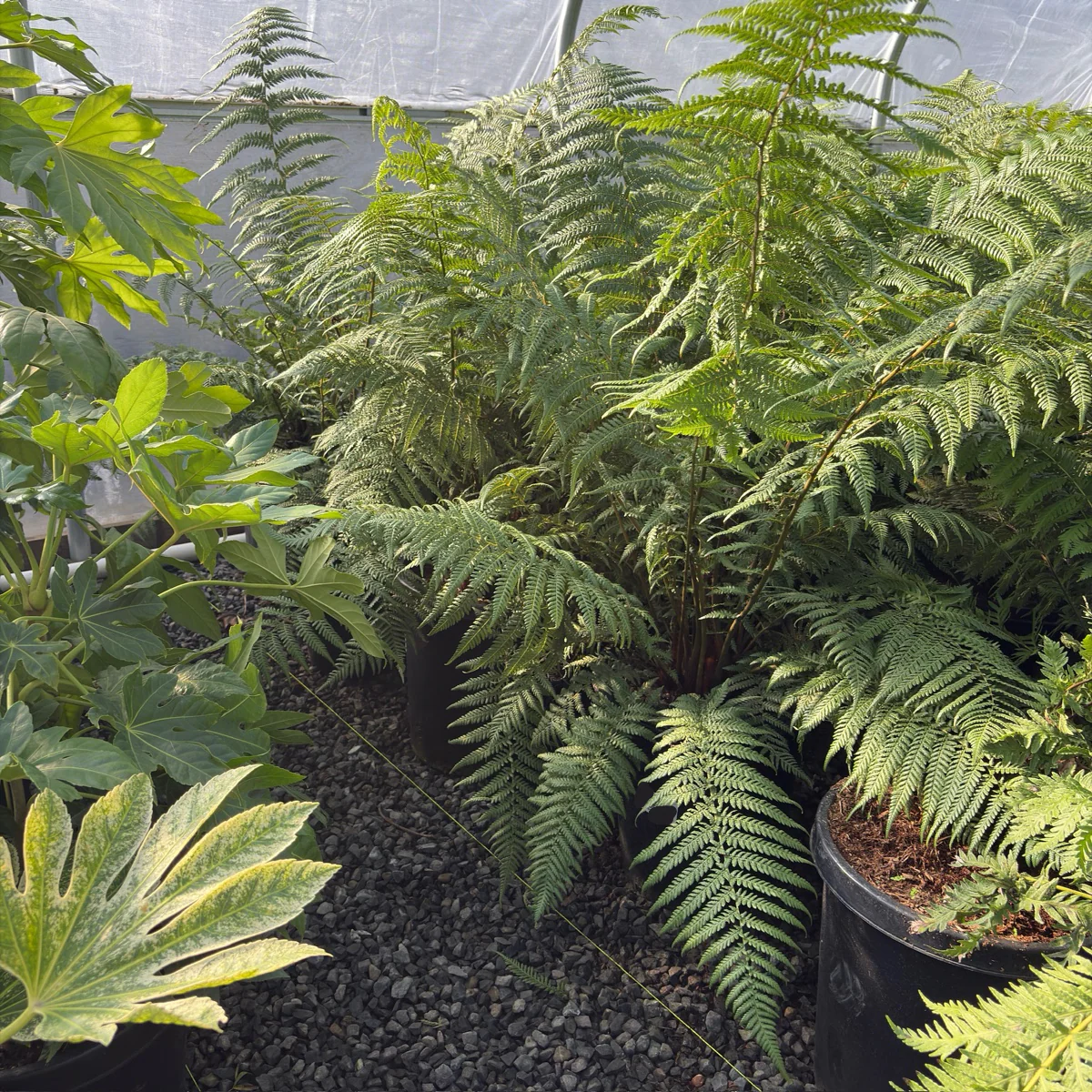 Tasmanian Tree Fern