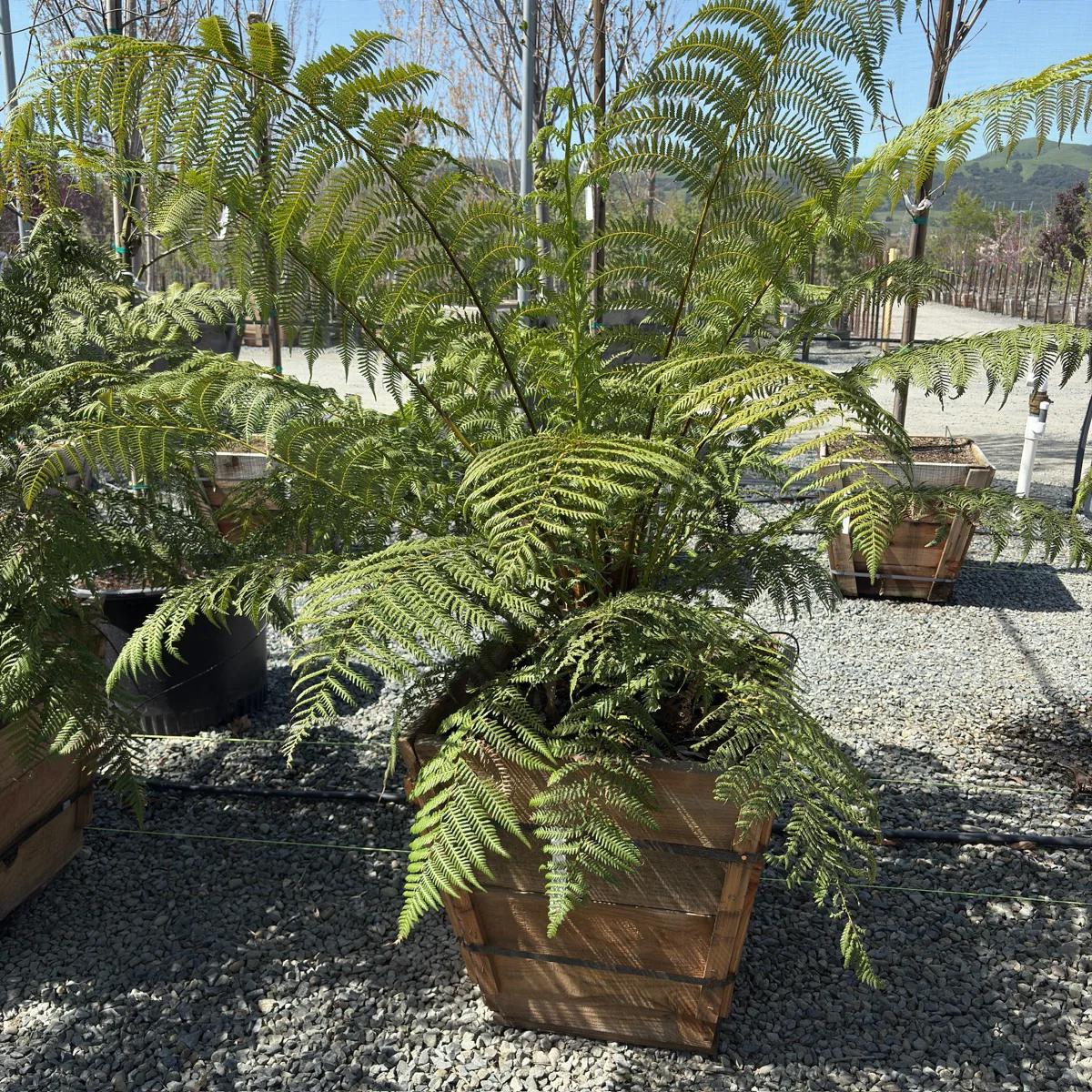 Tasmanian Tree Fern - Image 2