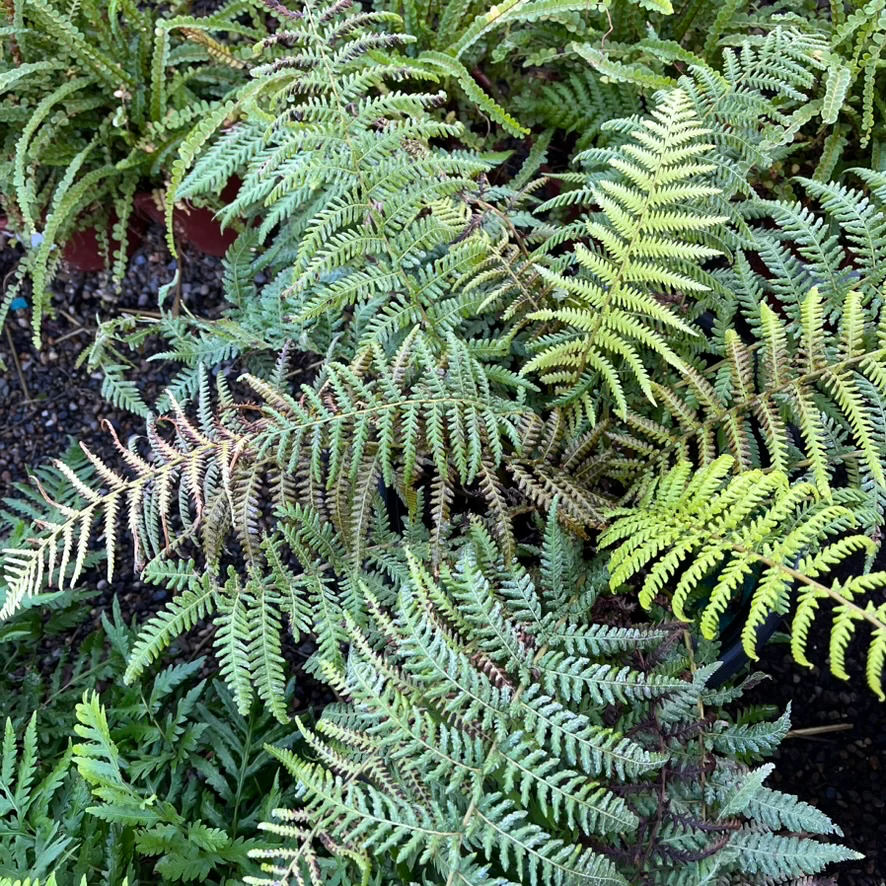 Tasmanian Tree Fern - Image 3