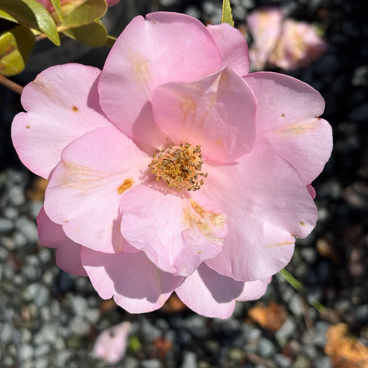 Taylor’s Perfection Camellia