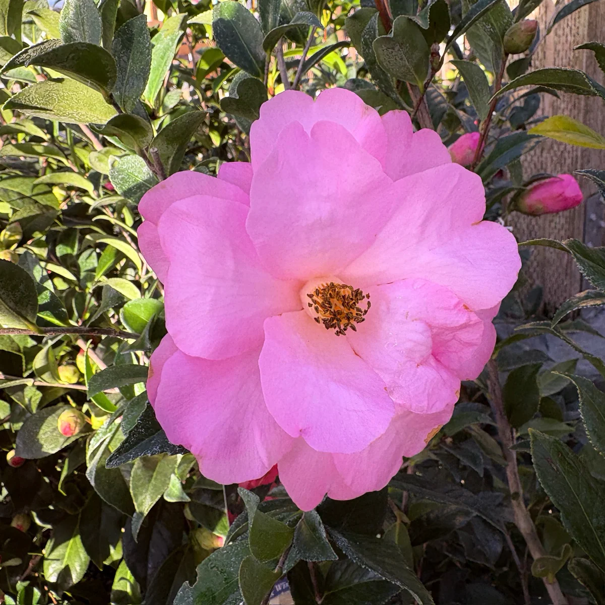 Taylor's Perfection Camellia - Image 2