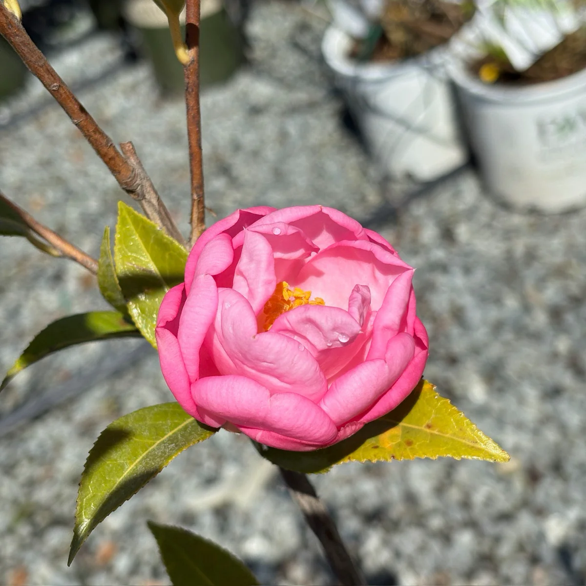 Taylor's Perfection Camellia - Image 3