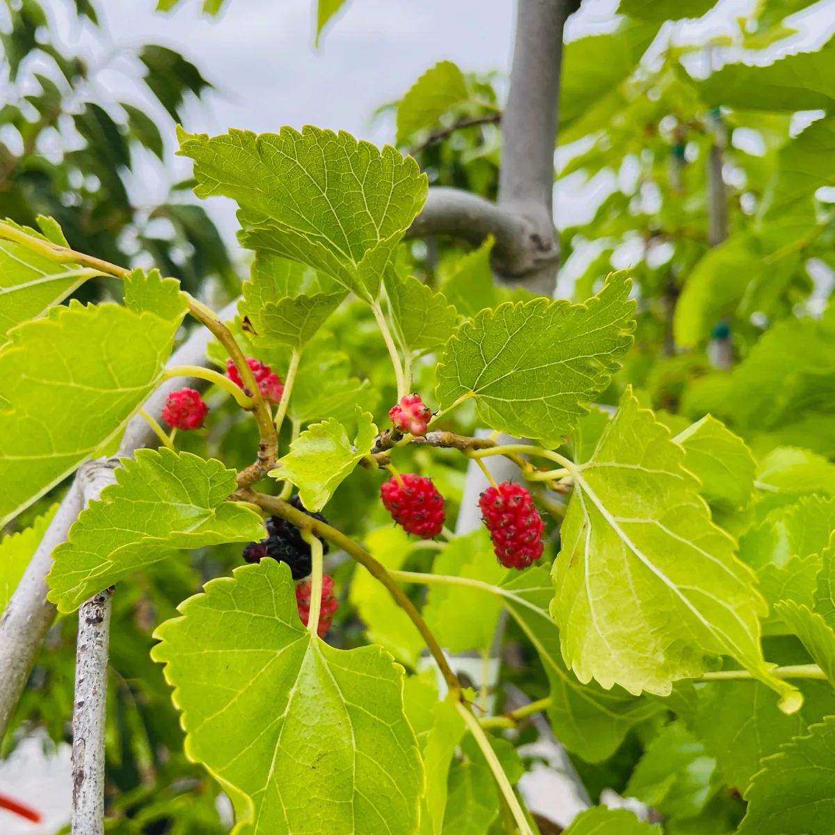 Tea‘s Weeping Mulberry - Image 2