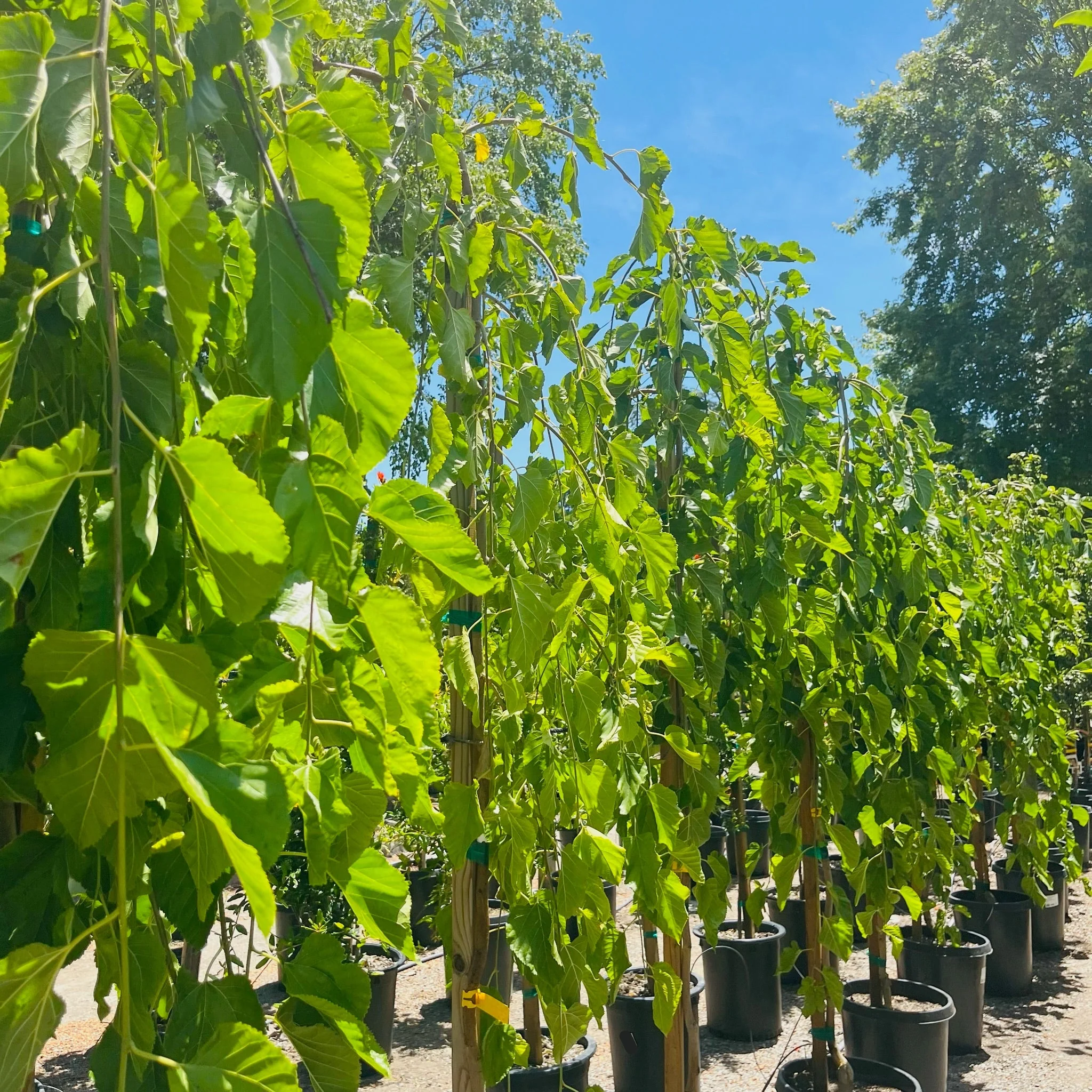 Tea‘s Weeping Mulberry - Image 1