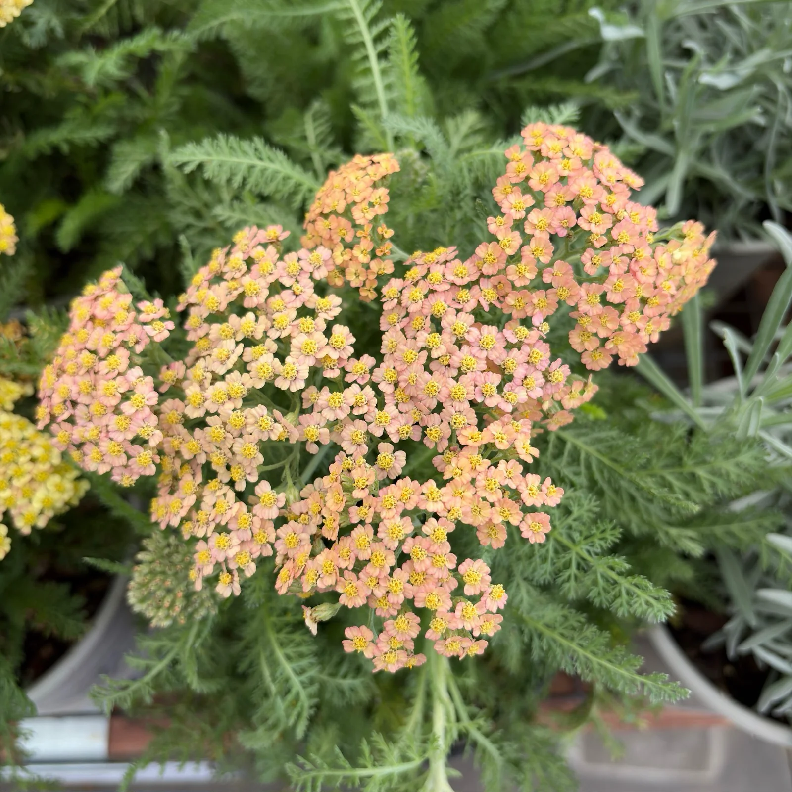 Terracotta Yarrow - Image 2