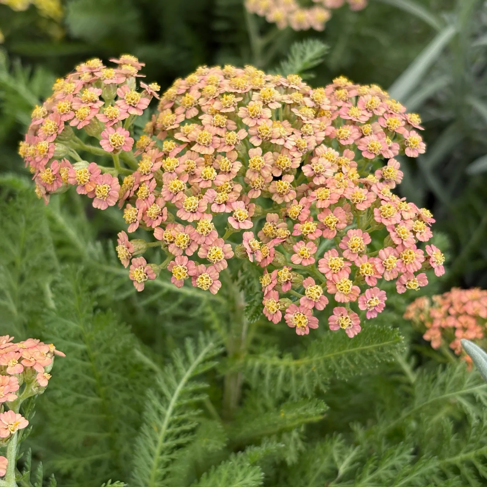 Terracotta Yarrow - Image 3