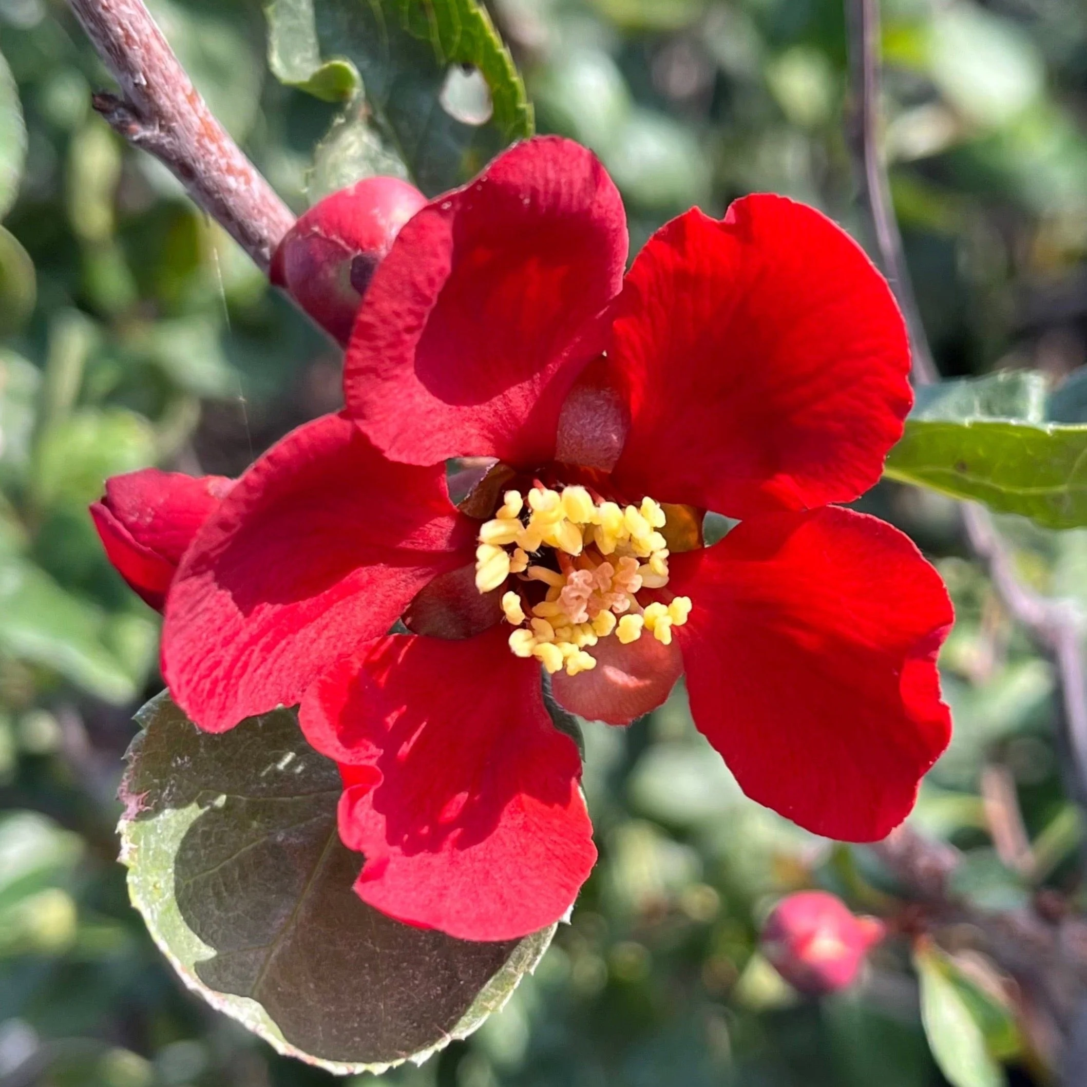 Texas Scarlet Flowering Quince - Image 2