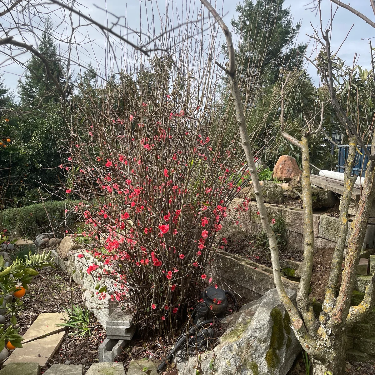 Texas Scarlet Flowering Quince - Image 3