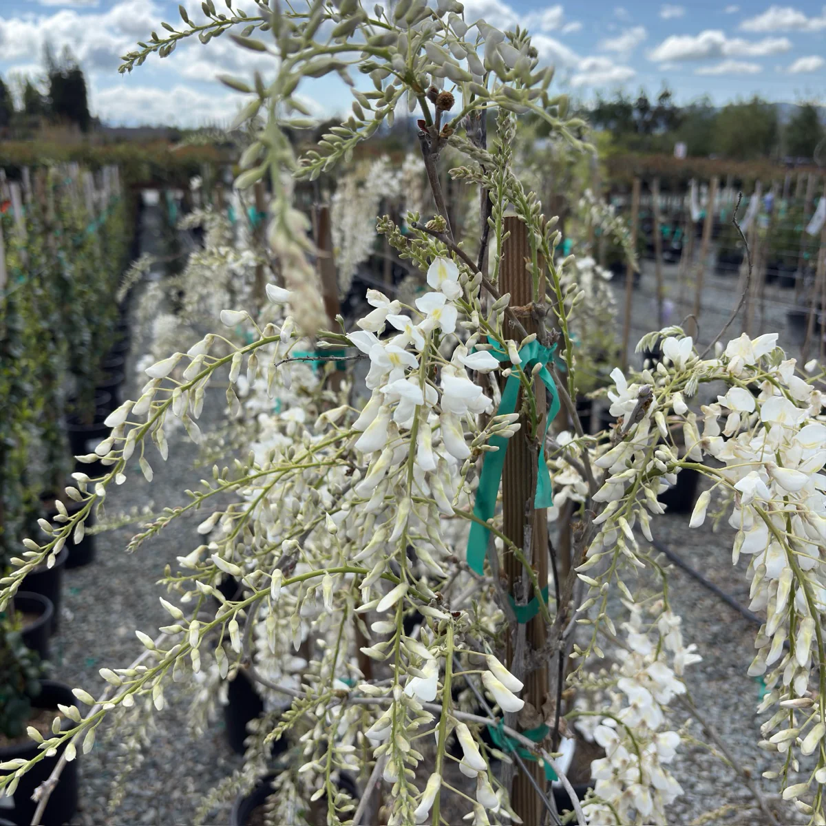Texas White’ Wisteria