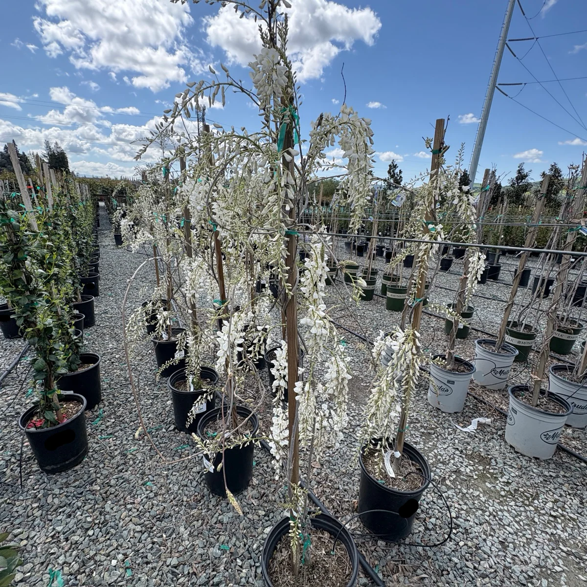 Texas White' Wisteria - Image 2
