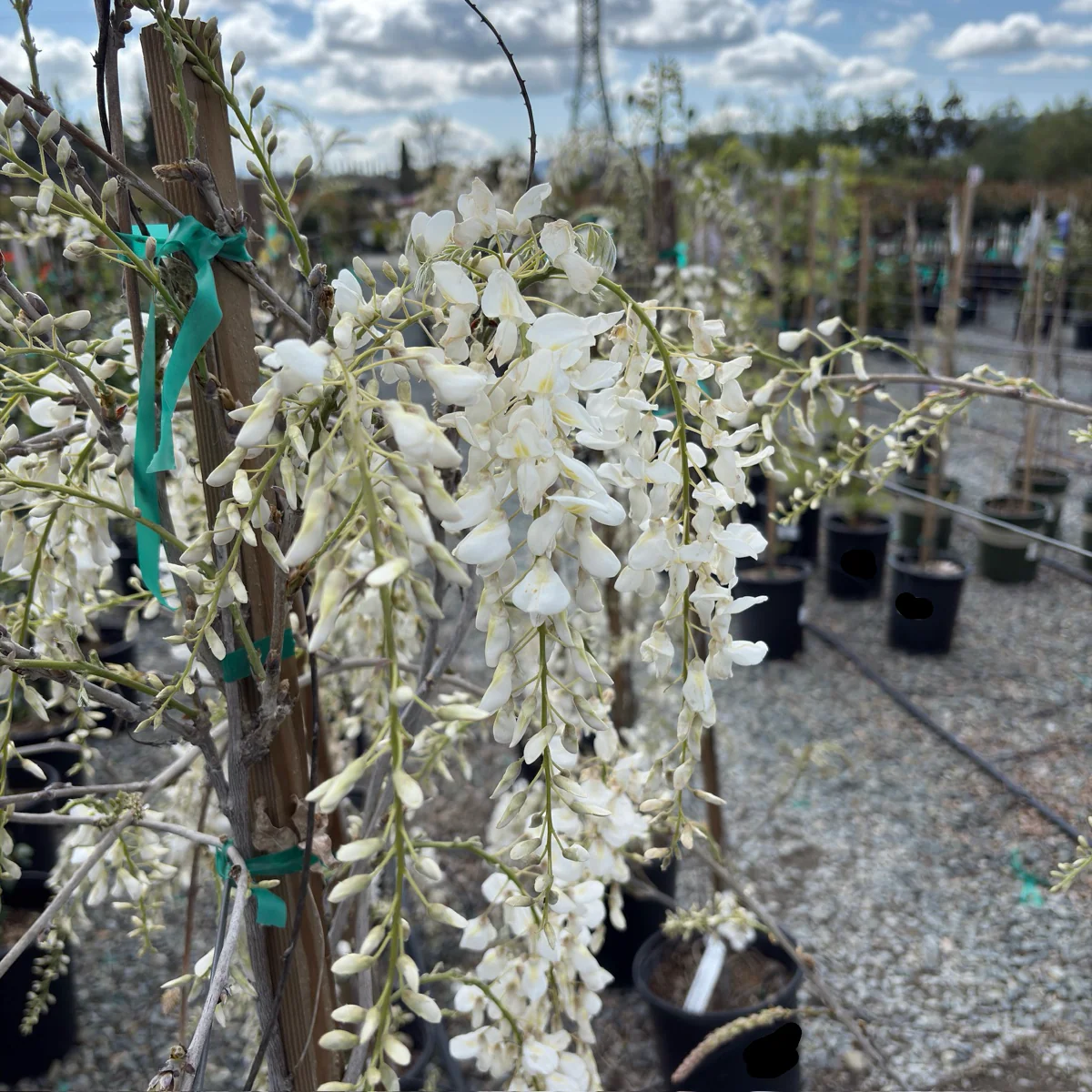 Texas White' Wisteria - Image 3