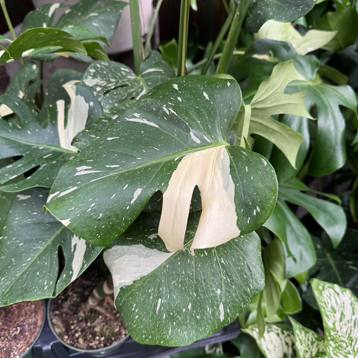 Thai Constellation Swiss Cheese Plant