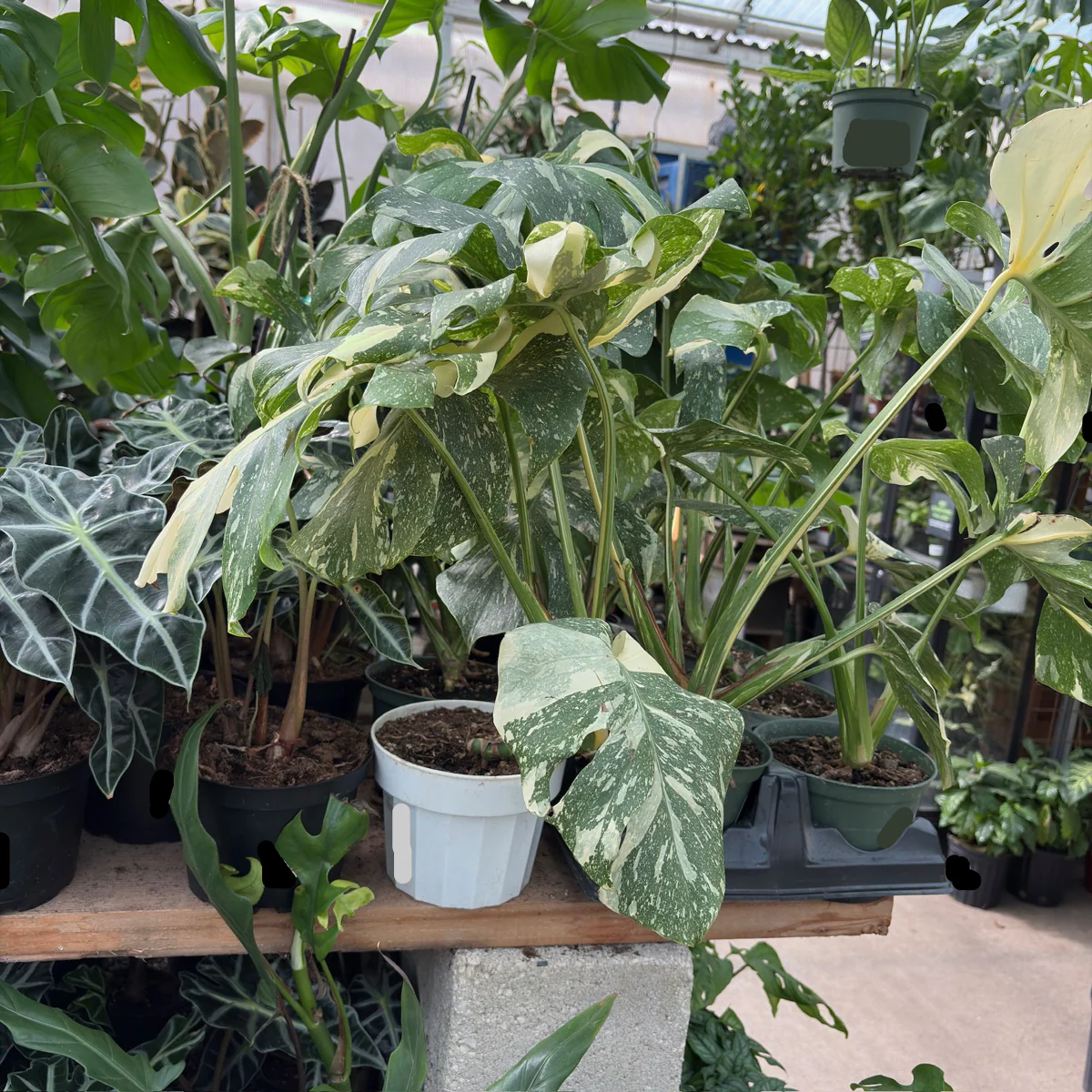 Thai Constellation Swiss Cheese Plant - Image 3